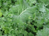 Generic 500 Siberian Kale Seeds for Planting Heirloom Non GMO 2+ Grams Garden
