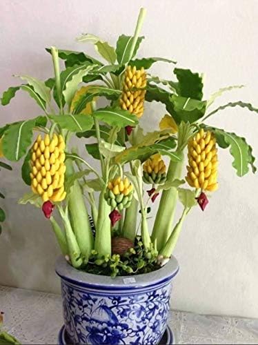 SeedsUA Seeds Indoor Ornamental Banana Tree Fruits for Planting Beatuful Flowers Non GMO