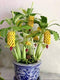 SEEDS4PLANTING Seeds Ornamental Banana Tree Indoor Dwarf Perennial Flowers Non GMO
