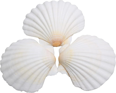 25pcs White Scallop Shells, 2-3 Inches Natural Seashells for DIY Crafts, Home Decor, Baking Shells