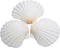 25pcs White Scallop Shells, 2-3 Inches Natural Seashells for DIY Crafts, Home Decor, Baking Shells