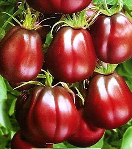 SeedsUA Seeds Tomato Black Truffle Vegetable Garden Heirloom for Planting Non GMO