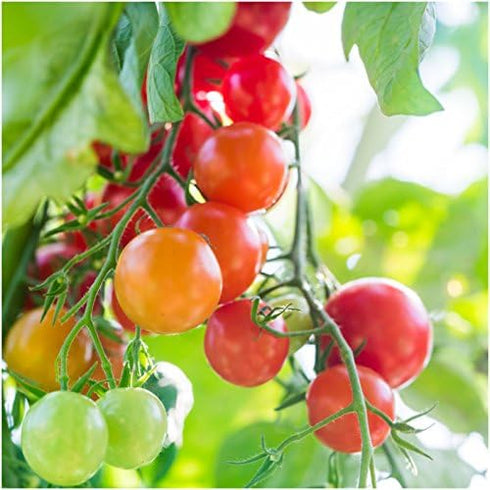 (1 Pack) Seed Needs Tomato Seeds for Planting Large Red Cherry Tomatoes - Non-GMO Heirloom & Untreated Indeterminate