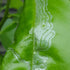 VT-102 (2 Pack, 8 VivaTrap Citrus Leafminer Trap & Lure Week)