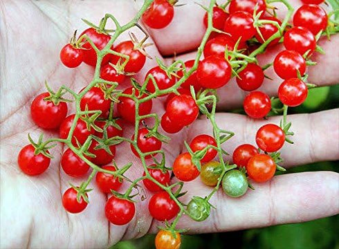 Harley Seeds 20+ Worlds Smallest Spoon Currant Tomato Seeds, Early, Heirloom Non-GMO, Rare, Early, Vigorous, Sweet