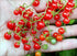 Harley Seeds 20+ Worlds Smallest Spoon Currant Tomato Seeds, Early, Heirloom Non-GMO, Rare, Early, Vigorous, Sweet