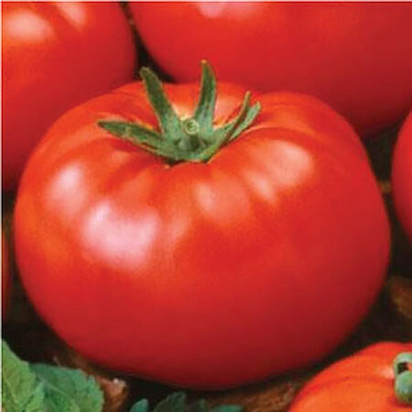 Ace 55 Heirloom Tomato Seeds for Planting Outdoors - 100 Fresh Seeds