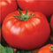 Ace 55 Heirloom Tomato Seeds for Planting Outdoors - 100 Fresh Seeds