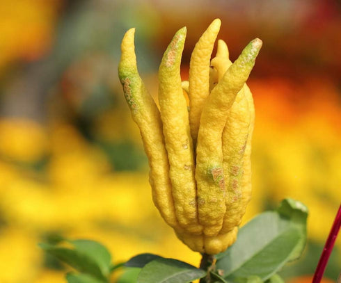 5" Buddha's Hand Citrus Tree - Indoors/Out - No Ship to Tx,Fl,Az,Ca,La,Hi - Pot