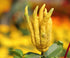 5" Buddha's Hand Citrus Tree - Indoors/Out - No Ship to Tx,Fl,Az,Ca,La,Hi - Pot