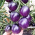 NIKA SEEDS 20 Seeds Tomato Indigo Rose Seeds