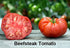 Harley Seeds 30 19 Mixed Seeds Giant Tomato Seeds, Mix of Varieties, Heirloom Non-GMO, Brandywine Black, Red, Yellow
