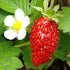 SeedsUA Seeds Alpine Strawberry Aleksandria Red Everbearing Indoor Berries Fruits for Planting Non GMO