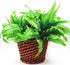 Leoyoubei 4 Bunches 14" Ferns, Artificial Boston Fern Bush Plant for Indoor Outdoor Hanging Basket Decor