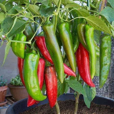 Generic 120 Anaheim Chile Hot Pepper seeds for planting 1 gram of seeds