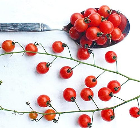 Harley Seeds 20+ Worlds Smallest Spoon Currant Tomato Seeds, Early, Heirloom Non-GMO, Rare, Early,
