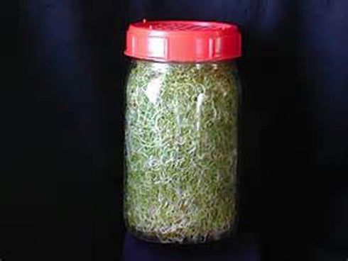 (2 Country Non-GMO Broccoli Seeds for Sprouting Sprouts Microgreens Ounces of Pure Seed). Creek LLC. Brand.