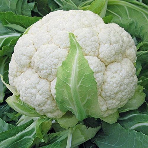 Park Seed Variety of Cauliflower Plant Seeds, Easy to Grow, Perfect for
