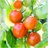 (1 Pack) Seed Needs Tomato Seeds for Planting Large Red Cherry Tomatoes - Non-GMO Heirloom & Untreated Indeterminate