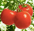 55 100 Ace Heirloom Tomato Seeds for Planting Outdoors - Fresh Seeds - Large Beefsteak Tomatoes - Determinate, Low-Acid