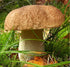 SeedsUP 100+ Porcini Mushrooms Boletus Mycelium Spawn Spores - Mushroom Brown