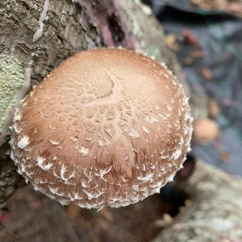 (100 North Spore Organic Shiitake ct) Mushroom Plugs for Logs | Premium Quality Mushroom Plug Spawn | Handmade