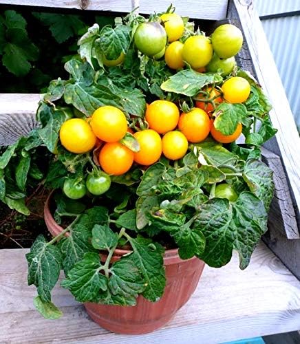 50+ Yellow Balcony Tomato Seeds Seeds for Planting Indoors and Outdoors