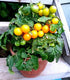 50+ Yellow Balcony Tomato Seeds Seeds for Planting Indoors and Outdoors