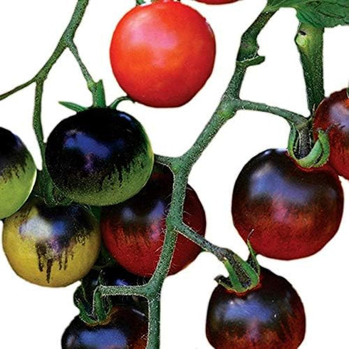 Park Seed Cherry Tomato Seeds, Planting Vegetables, Easy to Grow, Non-GMO, Variety