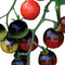 Park Seed Cherry Tomato Seeds, Planting Vegetables, Easy to Grow, Non-GMO, Variety