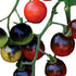 Park Seed Cherry Tomato Seeds, Planting Vegetables, Easy to Grow, Non-GMO, Variety