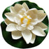 7Pcs Artificial Lotus Flower Pool Aquarium Decoration, 3.9 Inch Eternal Flower (White)