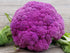 NIKA SEEDS Seeds Vegetable Cauliflower Purple Cabbage - 100 Seeds