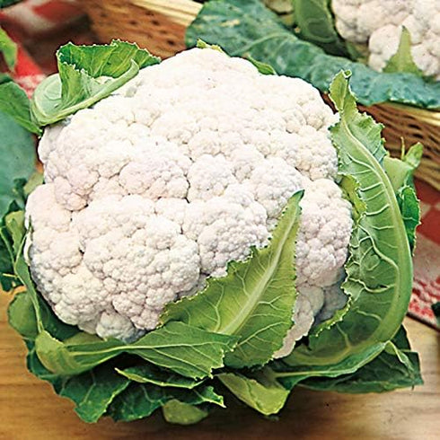 Cauliflower Seeds- Snowball Y,25 Count COOL BEANS N SPROUTS Brand. Home Gardening.