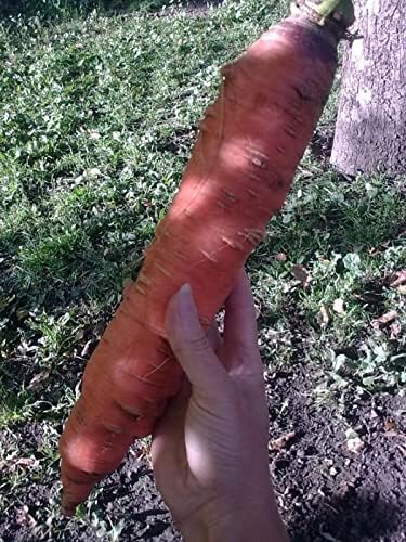 CEMEHA SEEDS 1000 Seeds Giant Red Carrot Sweet Non GMO Vegetable for Planting Seeds