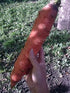CEMEHA SEEDS 1000 Seeds Giant Red Carrot Sweet Non GMO Vegetable for Planting Seeds