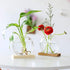 2-Pack, Kingbuy Round Glass Desktop Planter with Wooden Stand - Propagation Station for Small Hydroponic Plants, Spider