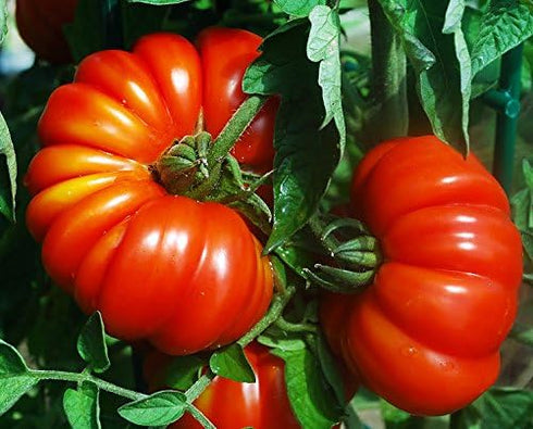 Harley Seeds 30 Costoluto Genovese Pomodoro Tomato Seeds, Heirloom Non-GMO, Low Acid, Indeterminate, Open-Pollinated
