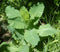 Loseedsoo 50pcs Wild Lettuce Seeds (Lactuca virosa) Heirloom - Non GMO - Open