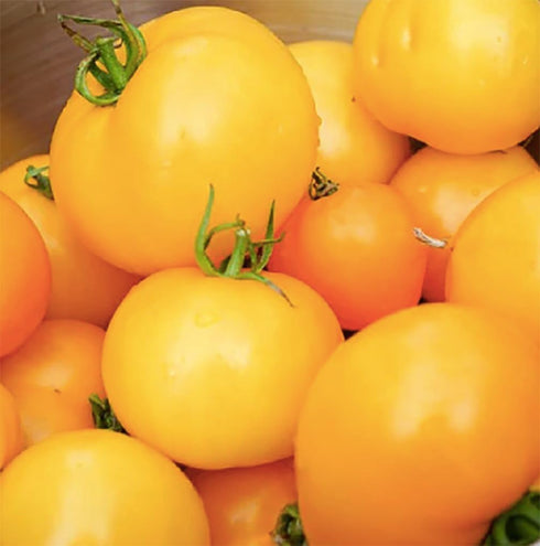 Golden Jubilee Tomato Seeds - Large Tomato - One of the Most