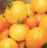 Golden Jubilee Tomato Seeds - Large Tomato - One of the Most