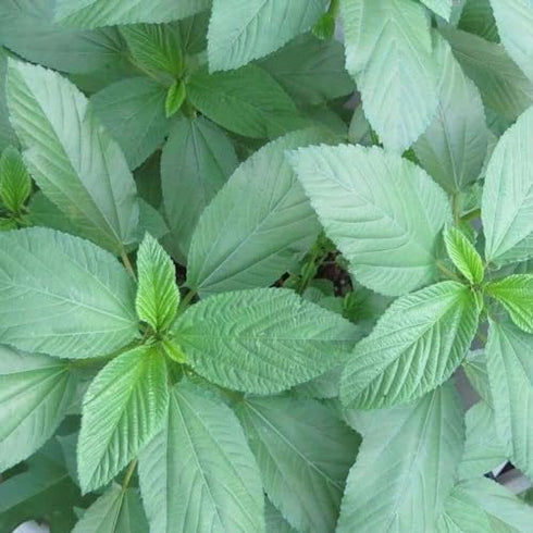 The Rike 4000 Egyptian Spinach Seeds, Corchorus Olitorius Molokhia, Ewedu, Jute, Saluyot Seeds