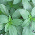 The Rike 4000 Egyptian Spinach Seeds, Corchorus Olitorius Molokhia, Ewedu, Jute, Saluyot Seeds