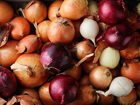 200 Multicolor Onion Seed Mx for Planting About Seeds