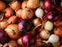 200 Multicolor Onion Seed Mx for Planting About Seeds