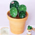 Cactus Measuring Spoons Set in Pot, Cute Ceramic Measuring Cups and Spoons, 1 Tbsp, 1 TSP, 1/2 TSP, 1/4 TSP, 1 Cup,
