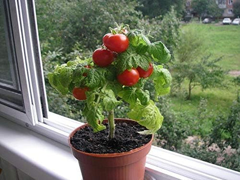 SeedsUA Seeds Indoor Tomato Dwarf in Pot Red Early Heirloom Vegetable for Planting Non GMO