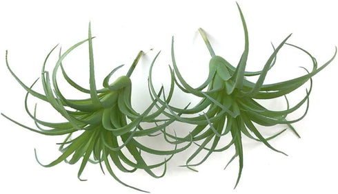 2 PCS Artificial Succulents Plants Unpotted Fake Tillandsia Air Plants for DIY Garden Decor Home Decoration Greenery Set