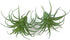 2 PCS Artificial Succulents Plants Unpotted Fake Tillandsia Air Plants for DIY Garden Decor Home Decoration Greenery Set