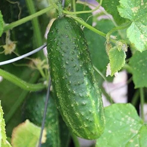 CEMEHA SEEDS F1 Cucumber Indoors Vine Self-pollinated Vegetable Organic Non-GMO